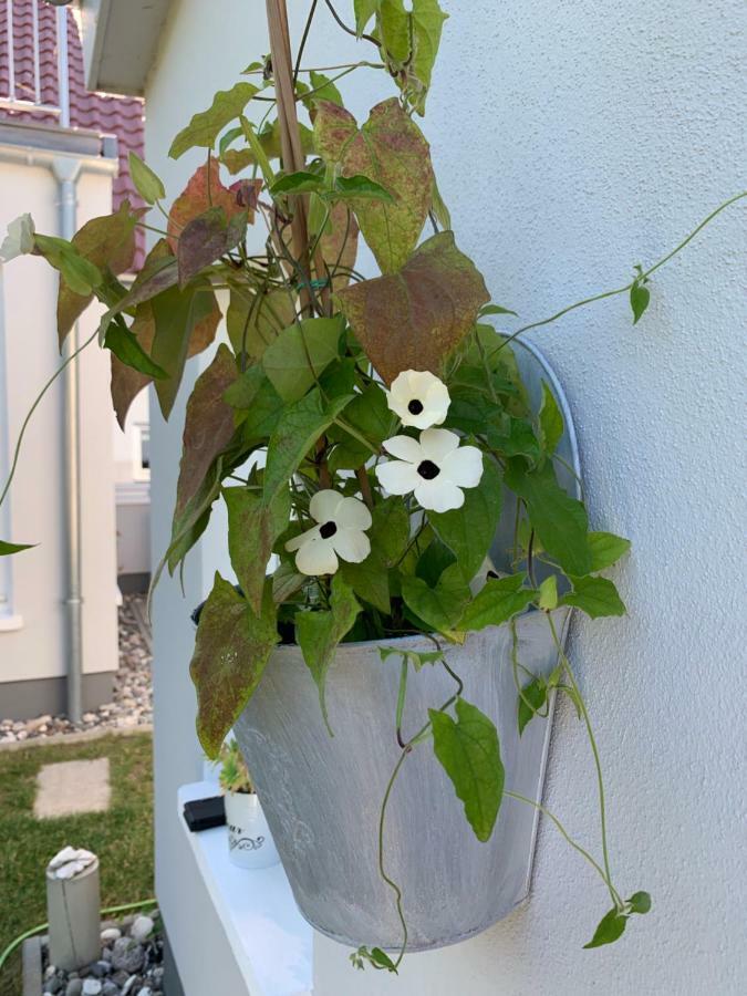 Haus Vicus Apartment Грайфсвалд Екстериор снимка